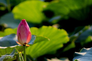 大江南北的莲荷 从辽宁摄影站看北榛莲的视觉记录